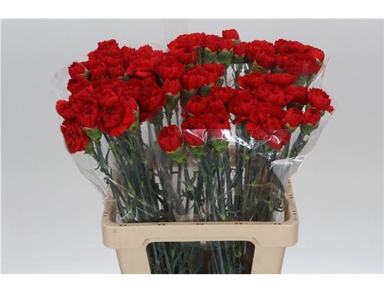 Nagelj Hollands Yukari Scuro c341