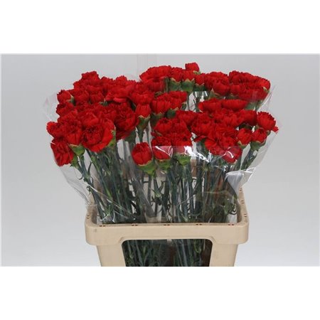 Nagelj Hollands Yukari Scuro c341