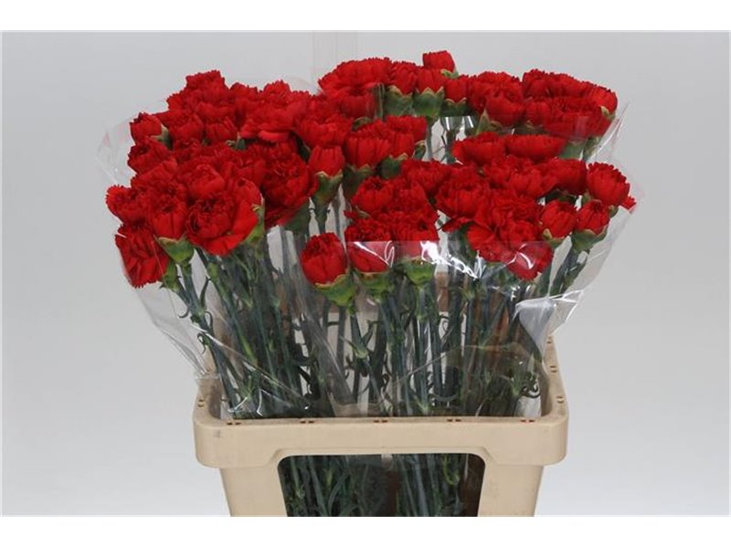 Nagelj It Arona c342