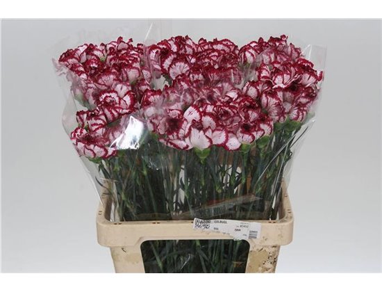 Nagelj It Bacarat c343