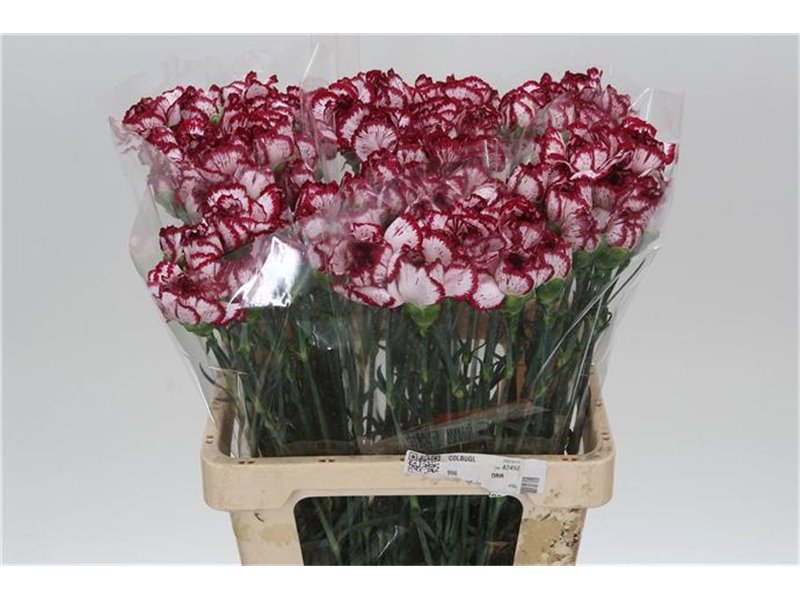 Nagelj It Bacarat c343