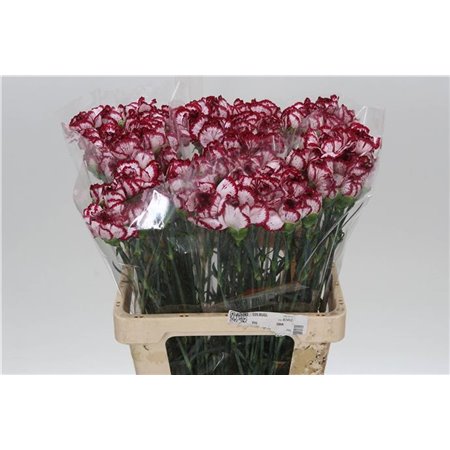 Nagelj It Bacarat c343