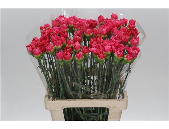 Nagelj It Bizet c344