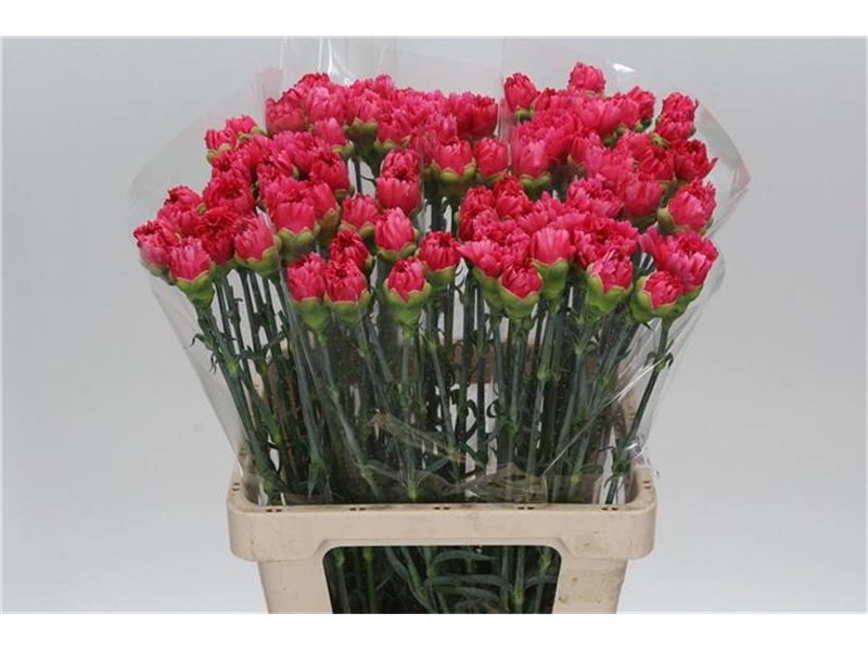 Nagelj It Bizet c344