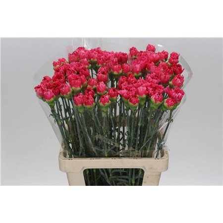 Nagelj It Bizet c344