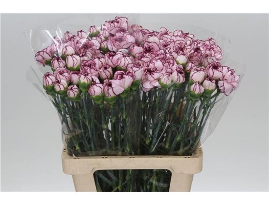 Nagelj It Mudah c345