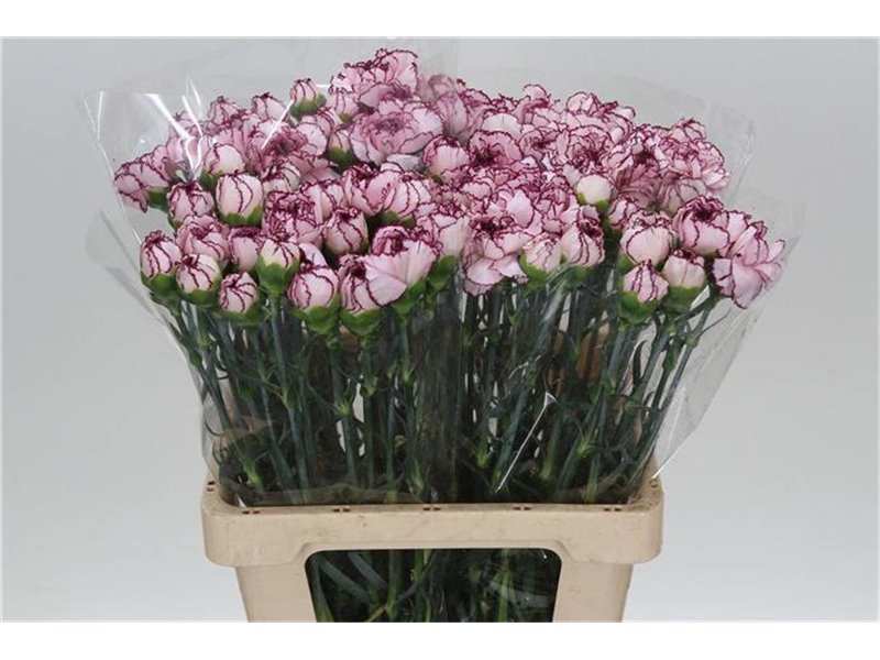 Nagelj It Mudah c345