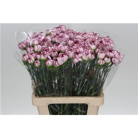 Nagelj It Mudah c345