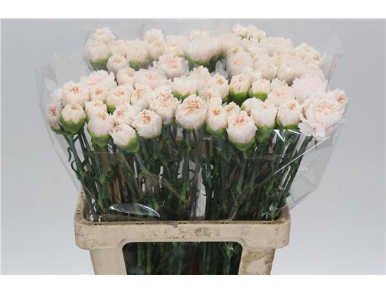 Nagelj It Signorelli c346