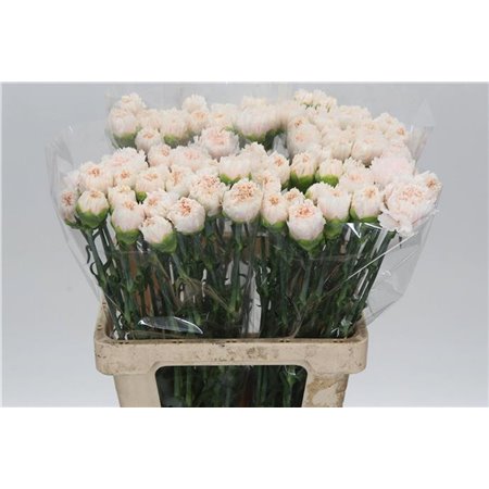 Nagelj It Signorelli c346