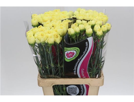 Nagelj It Zelda c347