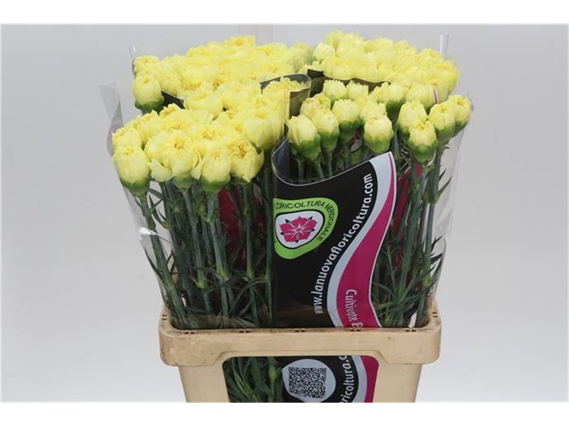 Nagelj It Zelda c347