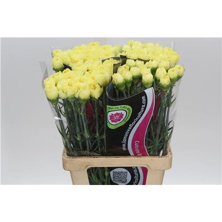 Nagelj It Zelda c347