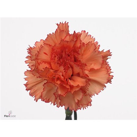 Nagelj It Zelda c348