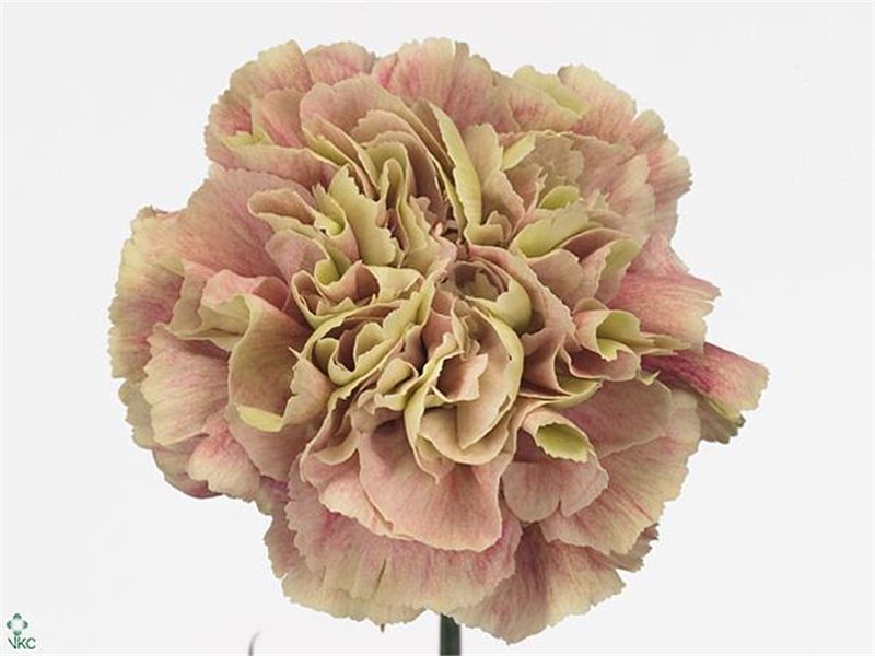 Nagelj Long Antiqua c349