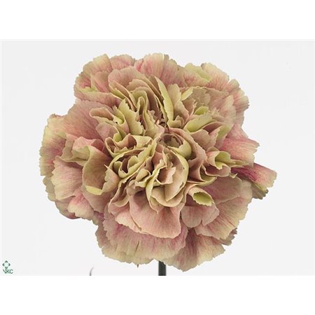 Nagelj Long Antiqua c349