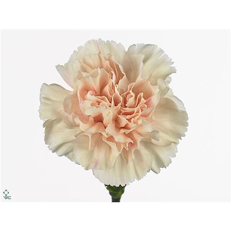 Nagelj Long Apple Tea c350