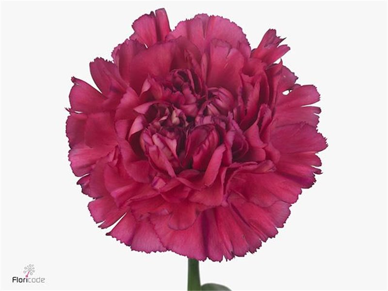 Nagelj Long Bernard c351