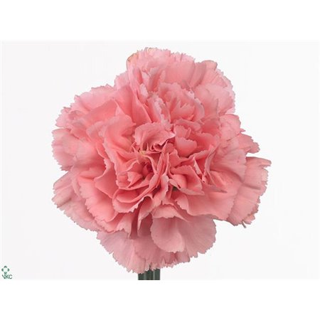 Nagelj Long Betsy c352