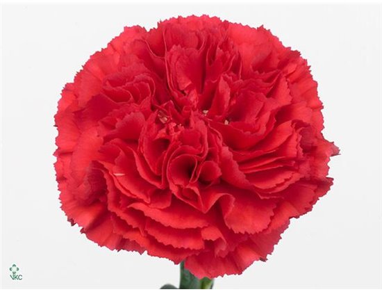 Nagelj Long Bizet c353