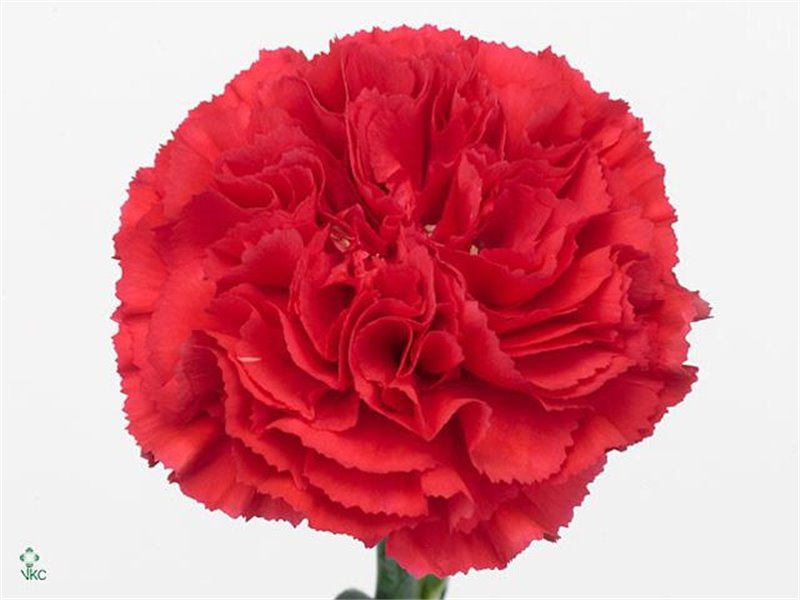 Nagelj Long Bizet c353