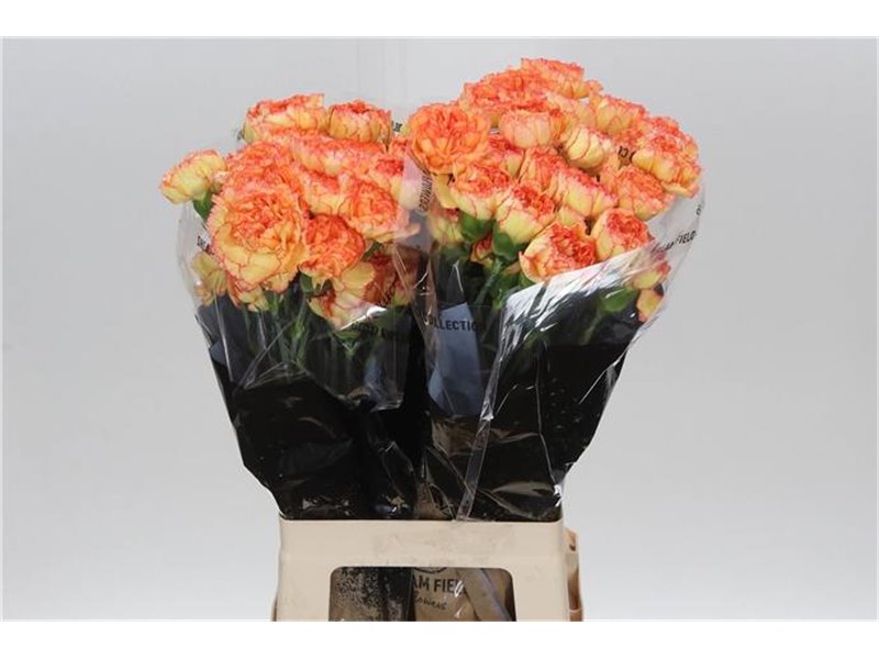 Nagelj Long Boiro c354