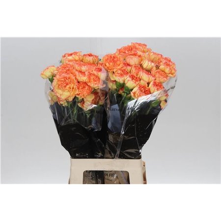 Nagelj Long Boiro c354