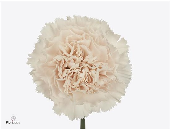 Nagelj Long Bridal Damascus c356