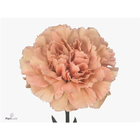 Nagelj Long Caramel c357