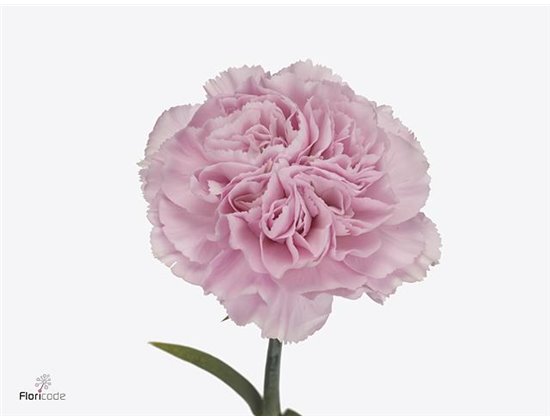 Nagelj Long Caramel c358