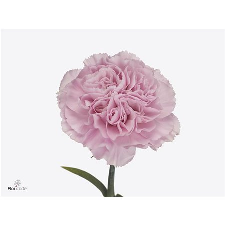 Nagelj Long Caramel c358