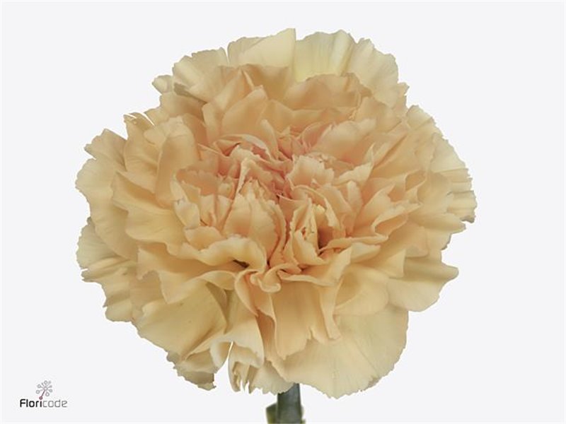 Nagelj Long Crimea c359