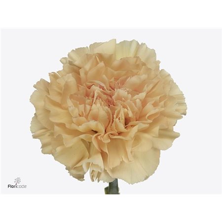 Nagelj Long Crimea c359