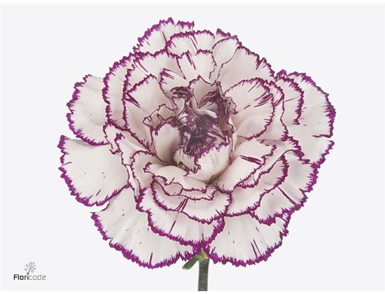 Nagelj Long Damascus c360