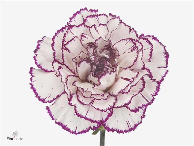 Nagelj Long Damascus c360