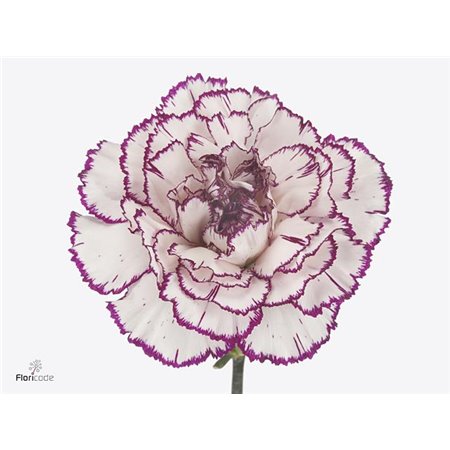 Nagelj Long Damascus c360