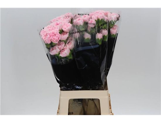 Nagelj Long Damascus c361