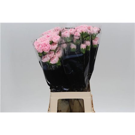 Nagelj Long Damascus c361