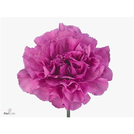 Nagelj Long Damina c362