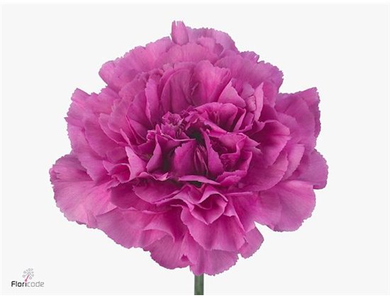 Nagelj Long Dark Farida c363