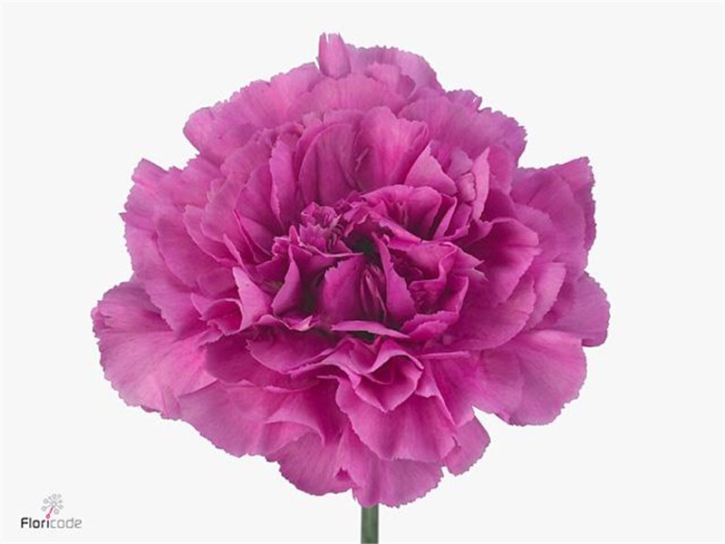 Nagelj Long Dark Farida c363