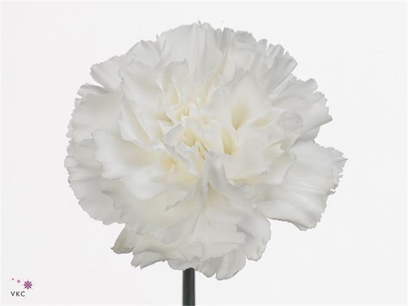 Nagelj Long Delphi c365