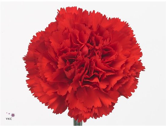 Nagelj Long Don Pedro c367