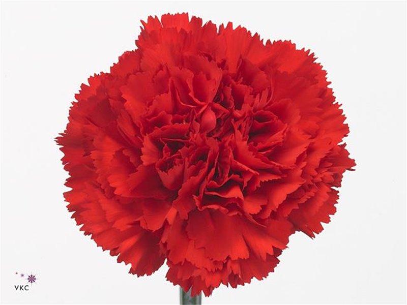 Nagelj Long Don Pedro c367