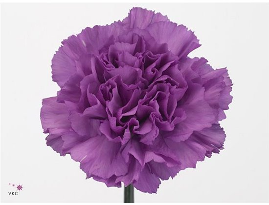 Nagelj Long Fl Moonaqua c371