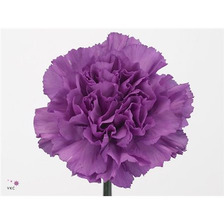 Nagelj Long Fl Moonaqua c371