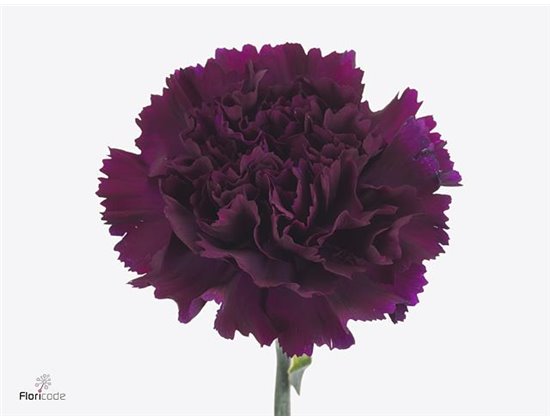 Nagelj Long Fl Moontea c372