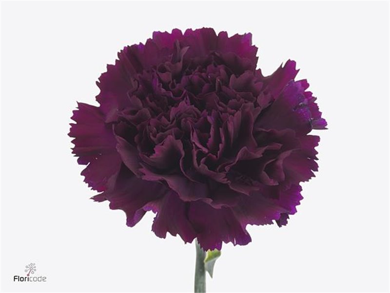 Nagelj Long Fl Moontea c372