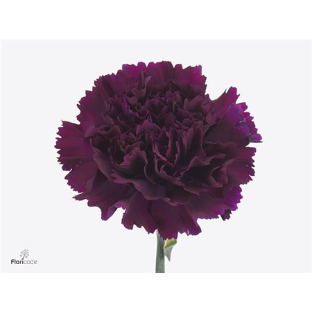 Nagelj Long Fl Moontea c372