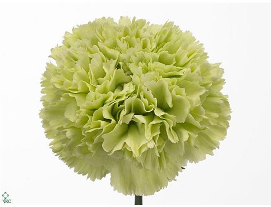 Nagelj Long Goblin c374